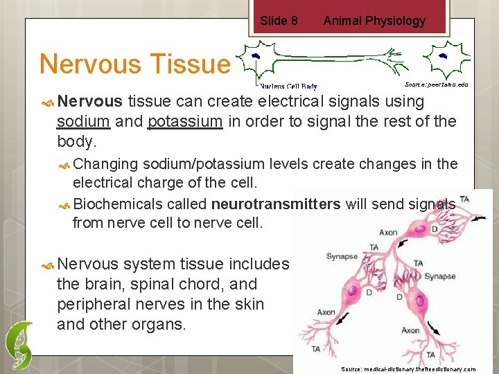 Slide 8 Animal Physiology Nervous Tissue Source: peer. tamu. edu Nervous tissue can create