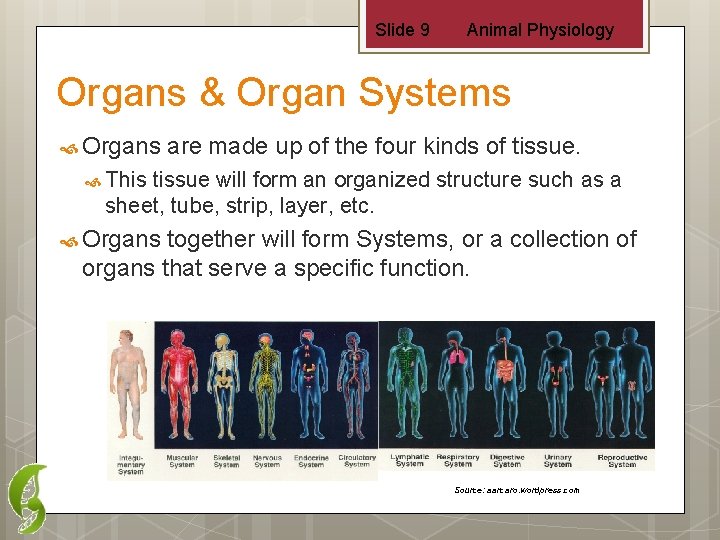 Slide 9 Animal Physiology Organs & Organ Systems Organs are made up of the