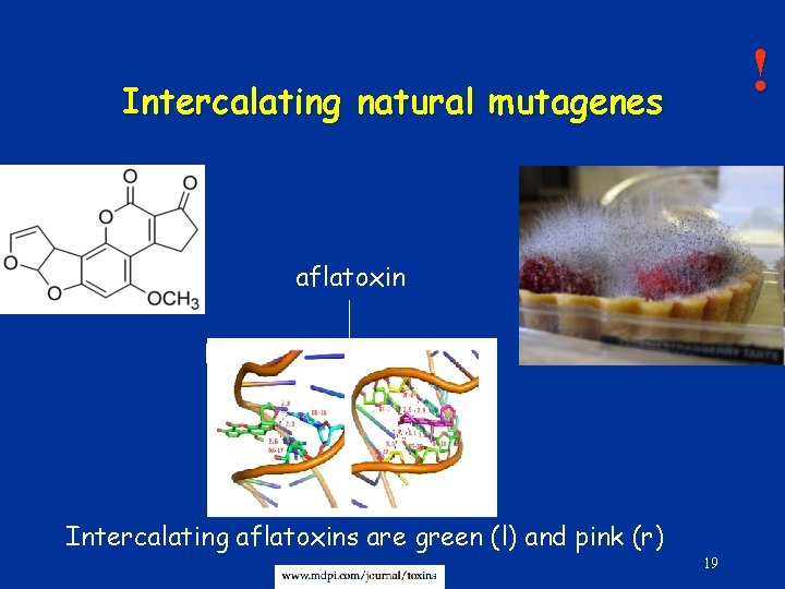 ! Intercalating natural mutagenes aflatoxin Intercalating aflatoxins are green (l) and pink (r) 19