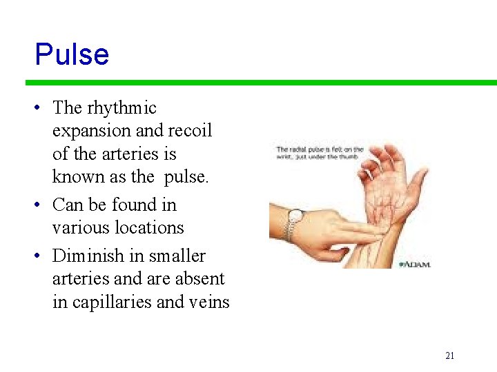 Pulse • The rhythmic expansion and recoil of the arteries is known as the