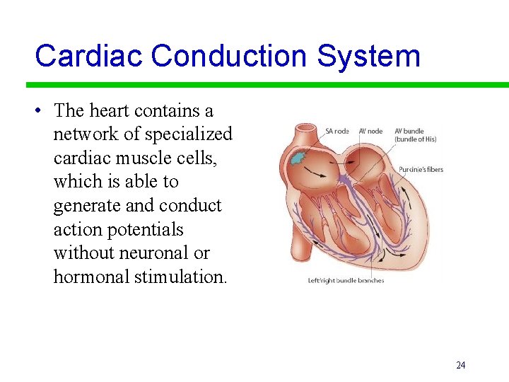 Cardiac Conduction System • The heart contains a network of specialized cardiac muscle cells,