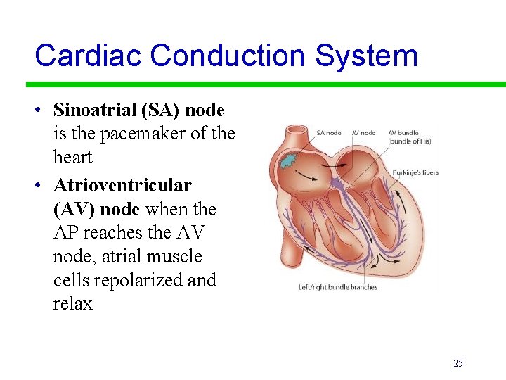 Cardiac Conduction System • Sinoatrial (SA) node is the pacemaker of the heart •