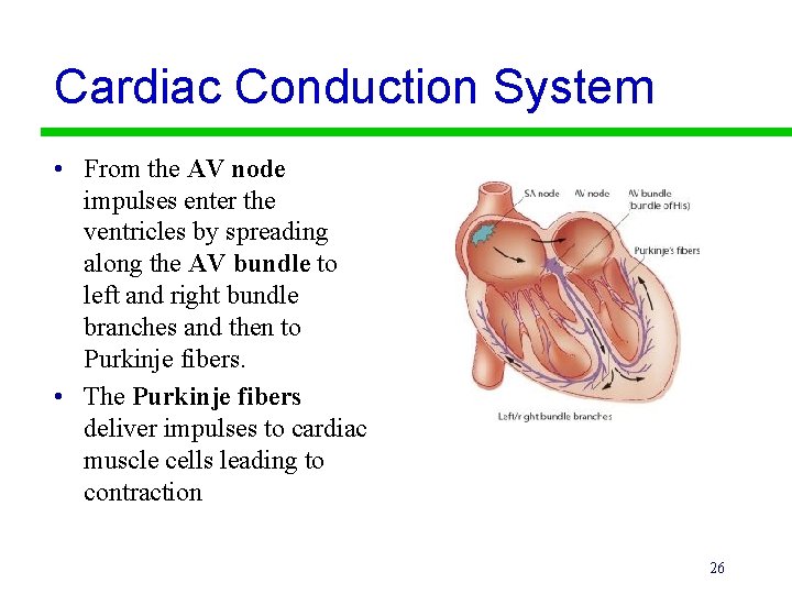 Cardiac Conduction System • From the AV node impulses enter the ventricles by spreading