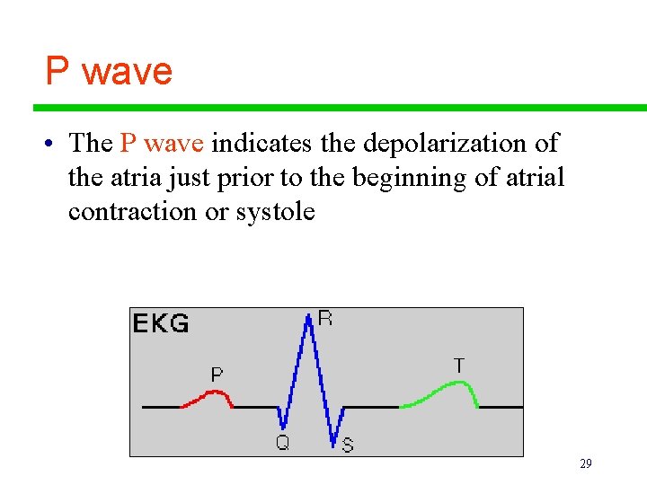 P wave • The P wave indicates the depolarization of the atria just prior