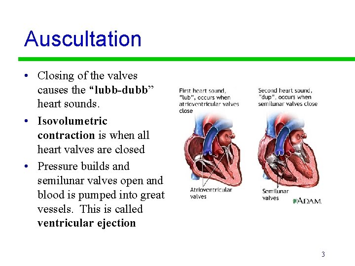 Auscultation • Closing of the valves causes the “lubb-dubb” heart sounds. • Isovolumetric contraction