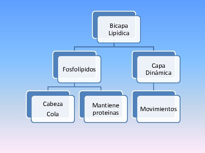 Bicapa Lipídica Fosfolípidos Cabeza Cola Mantiene proteínas Capa Dinámica Movimientos 
