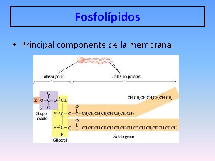 Fosfolípidos • Principal componente de la membrana. 