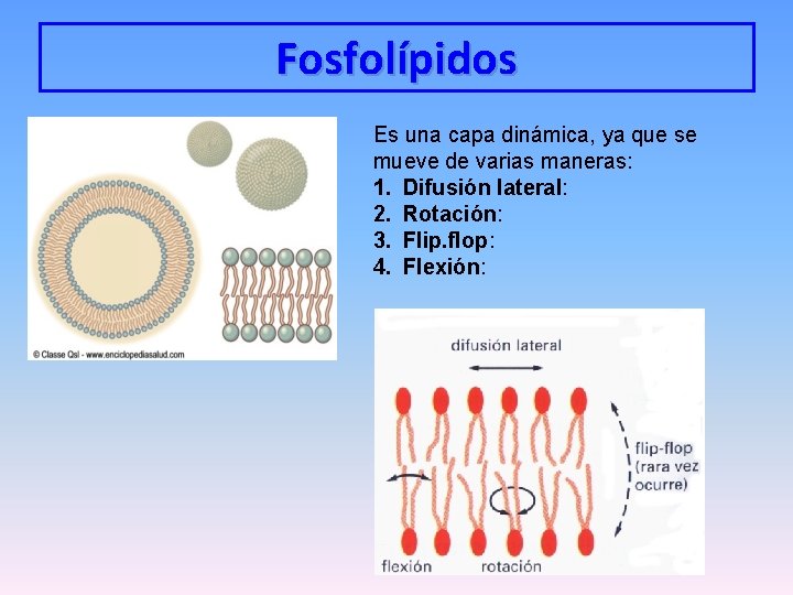 Fosfolípidos Es una capa dinámica, ya que se mueve de varias maneras: 1. Difusión