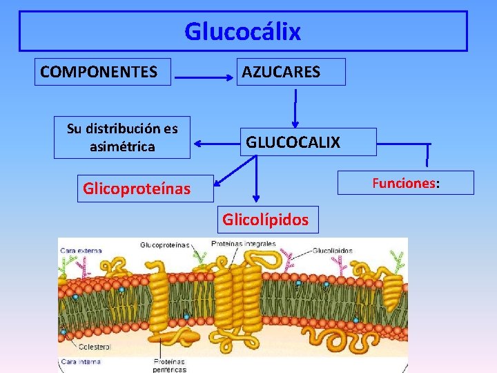 Glucocálix COMPONENTES Su distribución es asimétrica AZUCARES GLUCOCALIX Funciones: Glicoproteínas Glicolípidos 