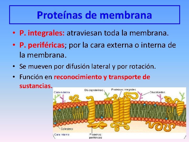Proteínas de membrana • P. integrales: atraviesan toda la membrana. • P. periféricas; por