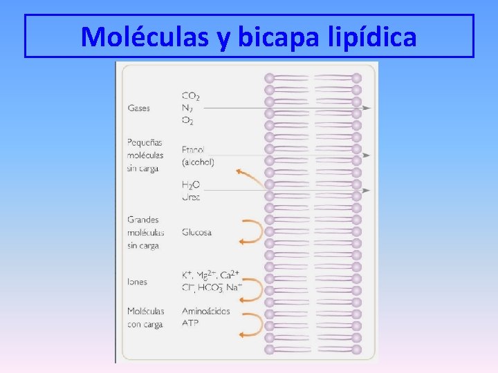 Moléculas y bicapa lipídica 