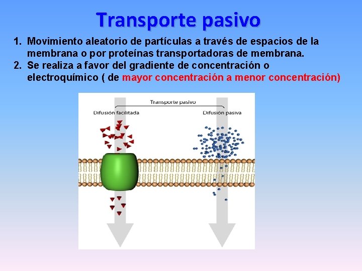 Transporte pasivo 1. Movimiento aleatorio de partículas a través de espacios de la membrana