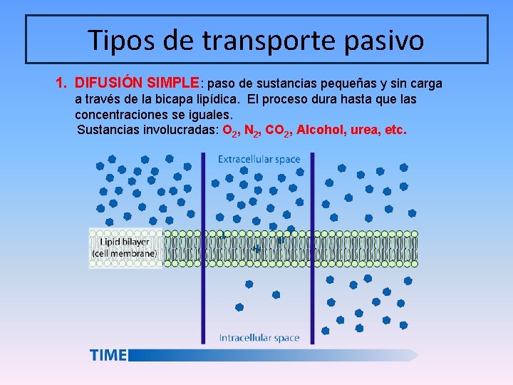 Tipos de transporte pasivo 1. DIFUSIÓN SIMPLE: paso de sustancias pequeñas y sin carga