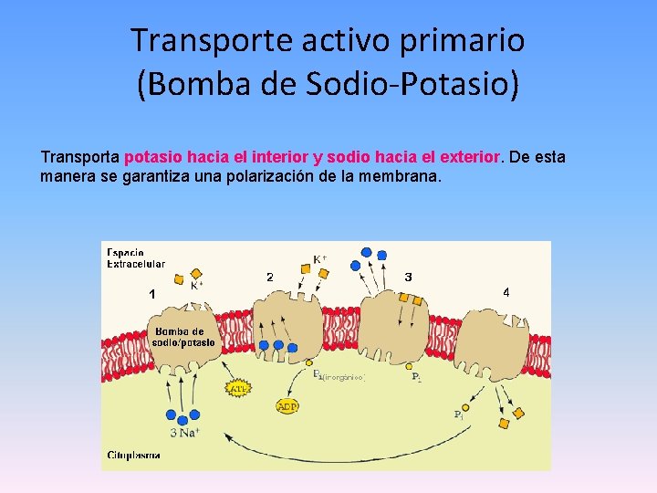Transporte activo primario (Bomba de Sodio-Potasio) Transporta potasio hacia el interior y sodio hacia