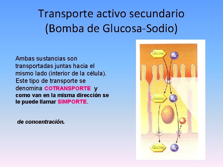 Transporte activo secundario (Bomba de Glucosa-Sodio) Ambas sustancias son transportadas juntas hacia el mismo