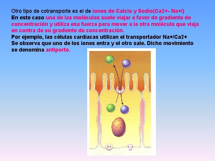 Otro tipo de cotransporte es el de iones de Calcio y Sodio(Ca 2+- Na+/)