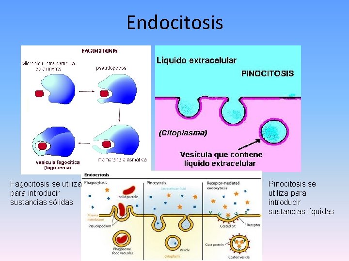 Endocitosis Fagocitosis se utiliza para introducir sustancias sólidas Pinocitosis se utiliza para introducir sustancias