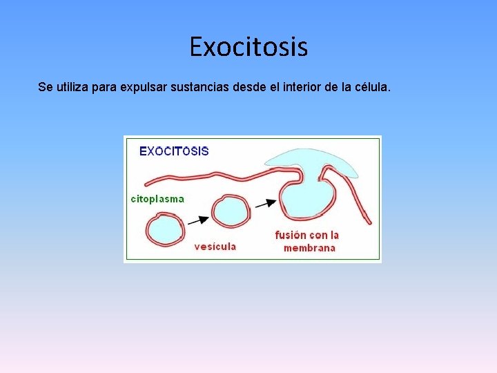 Exocitosis Se utiliza para expulsar sustancias desde el interior de la célula. 