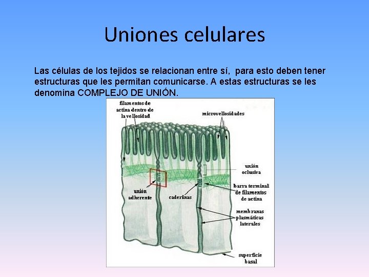 Uniones celulares Las células de los tejidos se relacionan entre sí, para esto deben