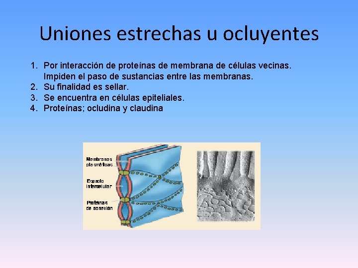 Uniones estrechas u ocluyentes 1. Por interacción de proteínas de membrana de células vecinas.