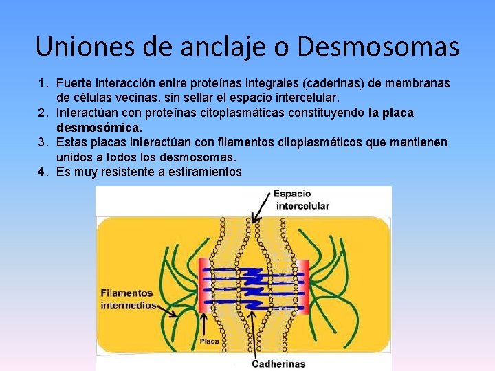 Uniones de anclaje o Desmosomas 1. Fuerte interacción entre proteínas integrales (caderinas) de membranas