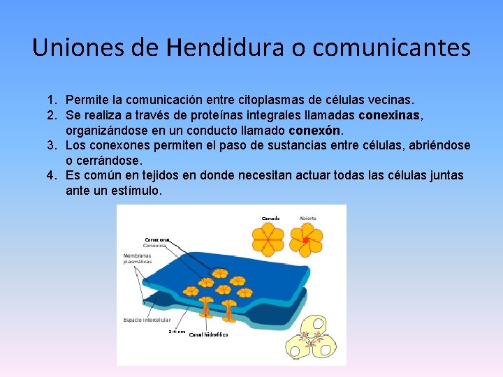 Uniones de Hendidura o comunicantes 1. Permite la comunicación entre citoplasmas de células vecinas.