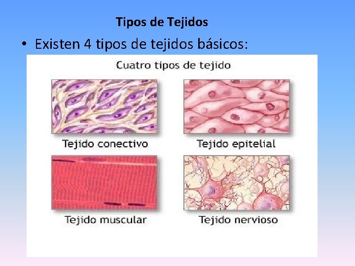 Tipos de Tejidos • Existen 4 tipos de tejidos básicos: 