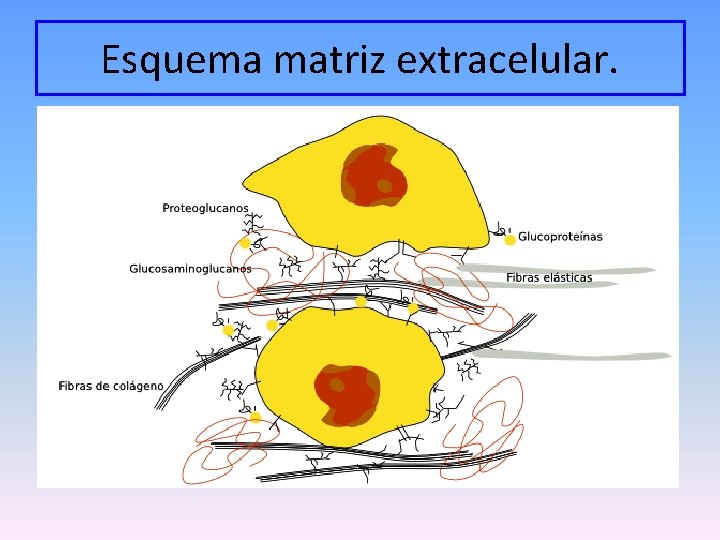 Esquema matriz extracelular. 