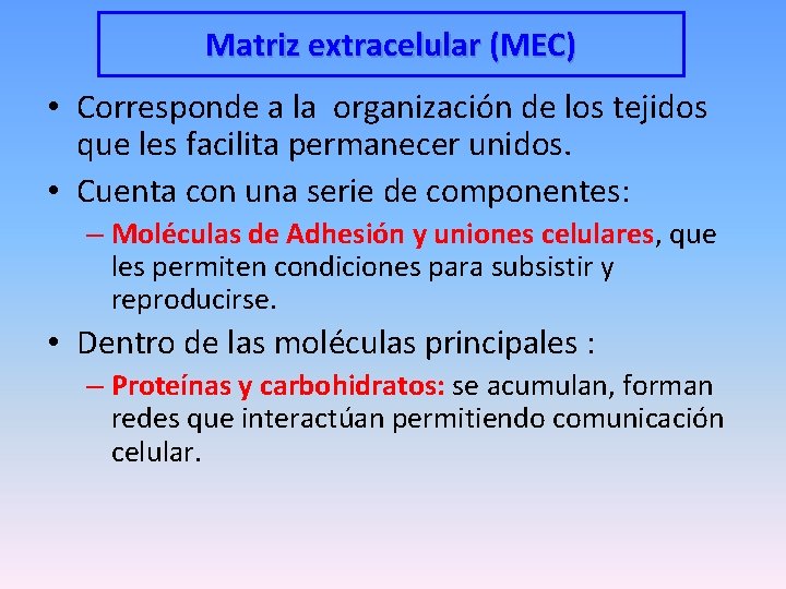 Matriz extracelular (MEC) • Corresponde a la organización de los tejidos que les facilita