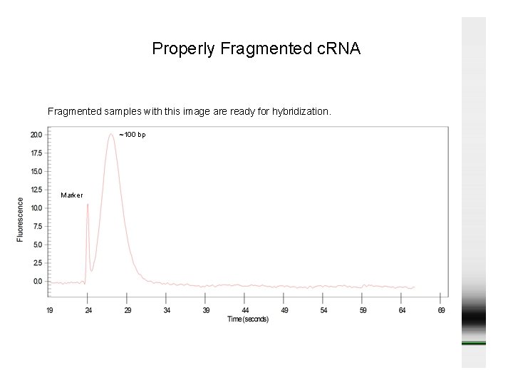 Properly Fragmented c. RNA Fragmented samples with this image are ready for hybridization. ~100