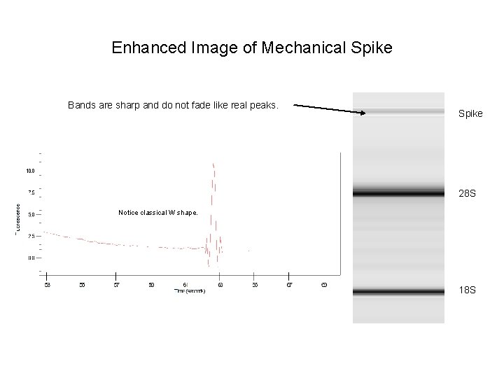 Enhanced Image of Mechanical Spike Bands are sharp and do not fade like real
