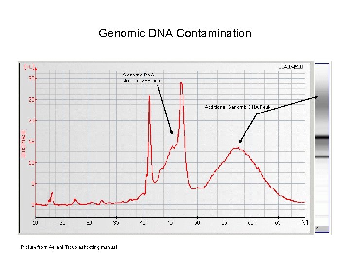 Genomic DNA Contamination Genomic DNA skewing 28 S peak Additional Genomic DNA Peak Picture