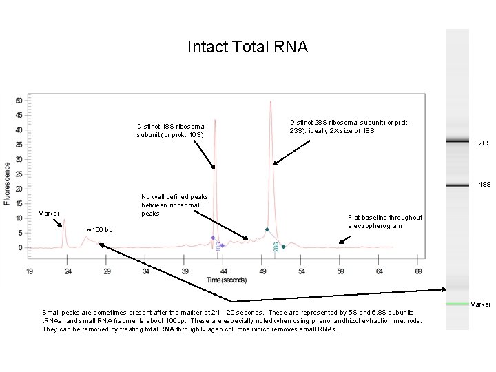 Intact Total RNA Distinct 18 S ribosomal subunit (or prok. 16 S) Distinct 28