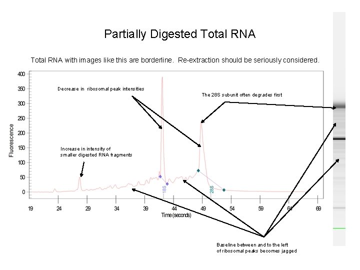 Partially Digested Total RNA with images like this are borderline. Re-extraction should be seriously