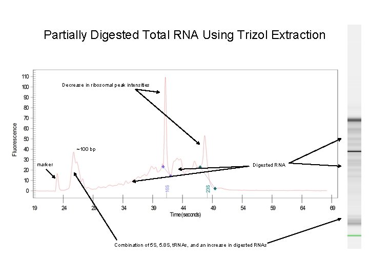 Partially Digested Total RNA Using Trizol Extraction Decrease in ribosomal peak intensities ~100 bp