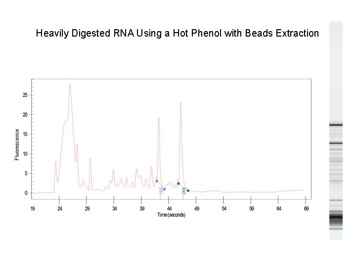 Heavily Digested RNA Using a Hot Phenol with Beads Extraction 