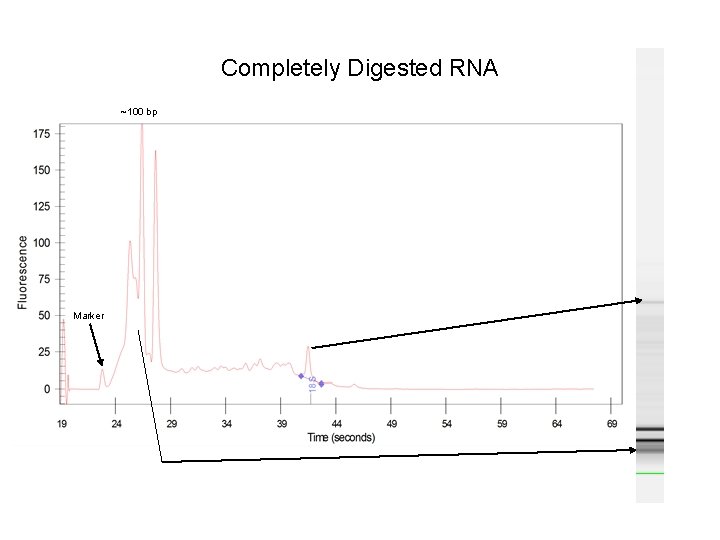 Completely Digested RNA ~100 bp Marker 