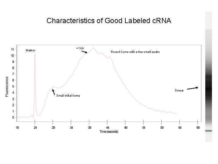 Characteristics of Good Labeled c. RNA Marker ~1 kb Round Curve with a few