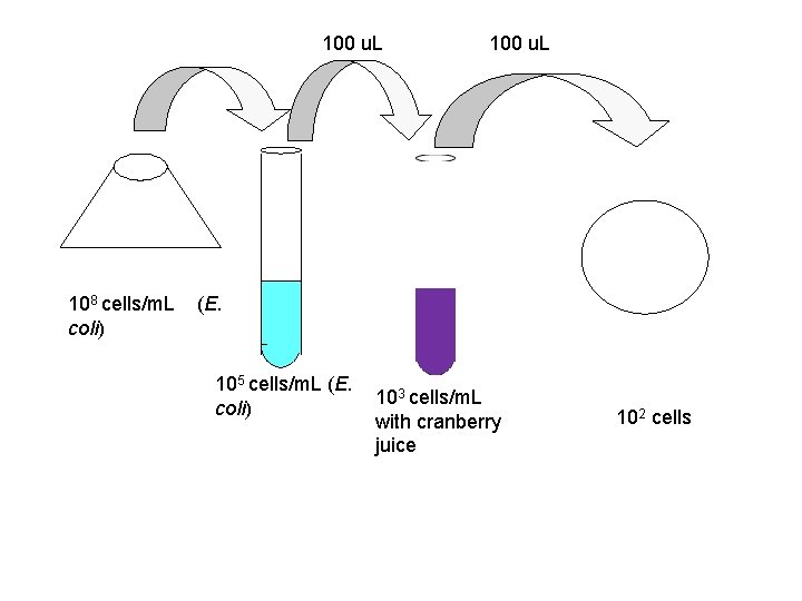 100 u. L 108 cells/m. L (E. coli) 105 cells/m. L (E. coli) 103