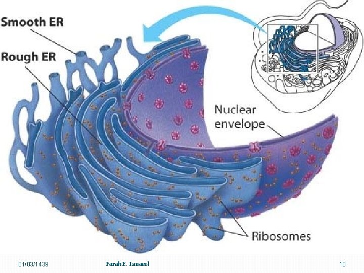 01/03/1439 Farah E. Ismaeel 10 