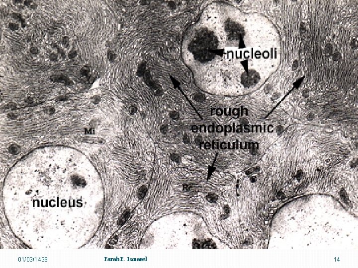 01/03/1439 Farah E. Ismaeel 14 