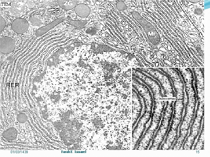 01/03/1439 Farah E. Ismaeel 15 
