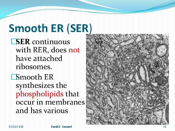 Smooth ER (SER) �SER continuous with RER, does not have attached ribosomes. �Smooth ER