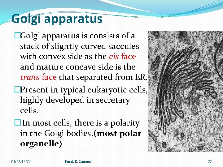 Golgi apparatus �Golgi apparatus is consists of a stack of slightly curved saccules with