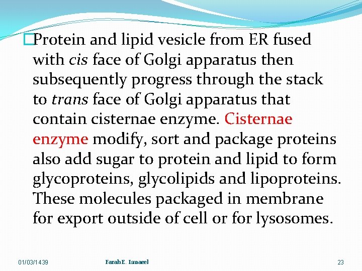 �Protein and lipid vesicle from ER fused with cis face of Golgi apparatus then