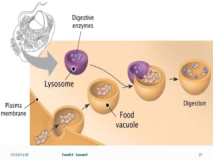 01/03/1439 Farah E. Ismaeel 27 