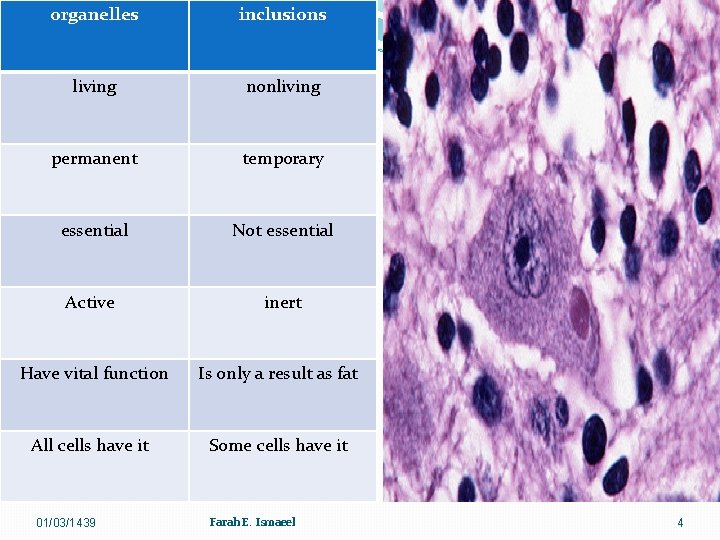 organelles inclusions living nonliving permanent temporary essential Not essential Active inert Have vital function