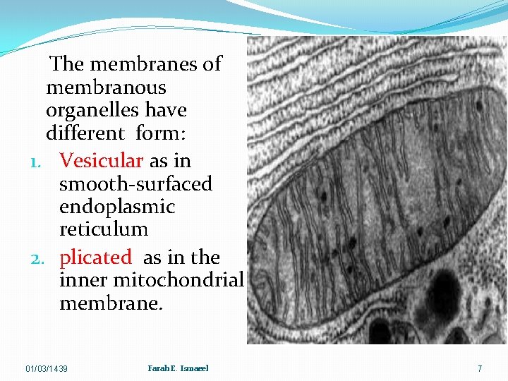 The membranes of membranous organelles have different form: 1. Vesicular as in smooth-surfaced endoplasmic