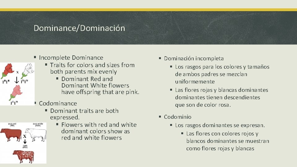 Dominance/Dominación § Incomplete Dominance § Traits for colors and sizes from both parents mix