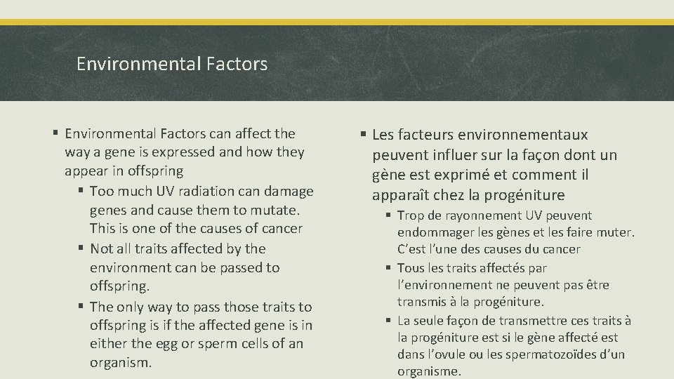 Environmental Factors § Environmental Factors can affect the way a gene is expressed and